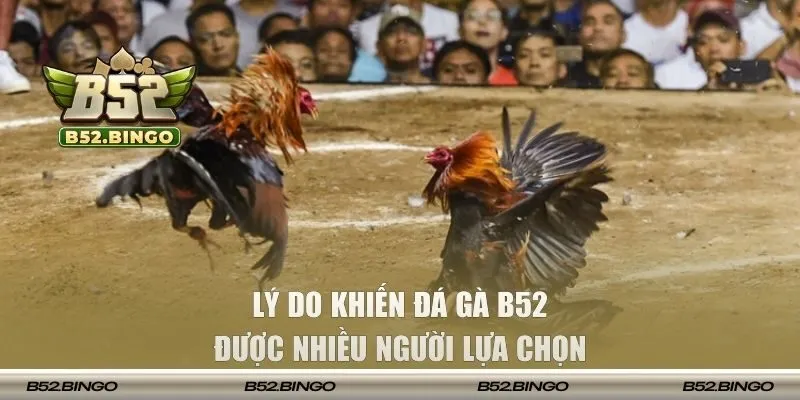 Lý do khiến đá gà B52 được nhiều người lựa chọn